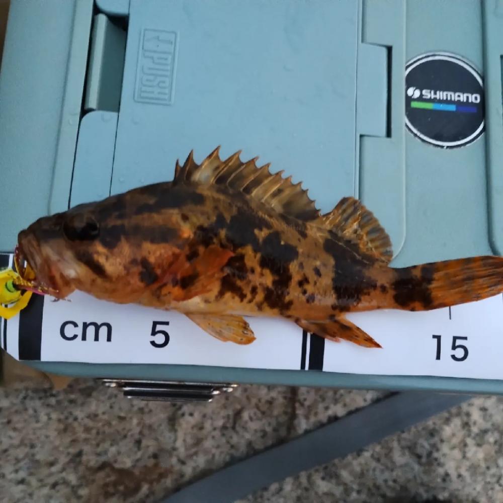 自作ミニラバ試し釣り