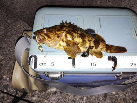 やっぱりタケノコメバル