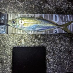 陸っぱり釣行記