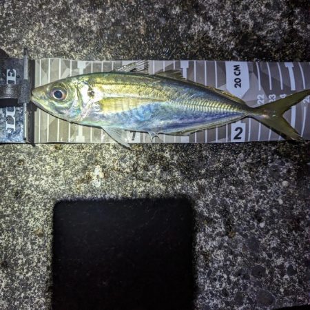 陸っぱり釣行記