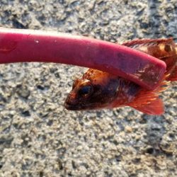 初島漁港 不発(アジング)