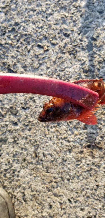 初島漁港 不発(アジング)