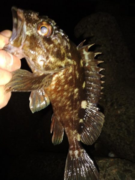 ちょい釣り20230203