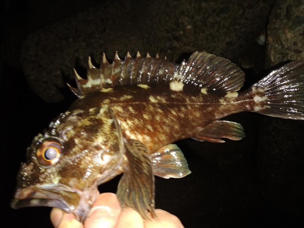 ちょい釣り20230203