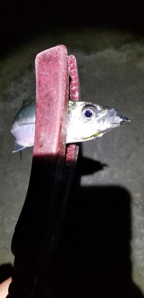 初島漁港から湯浅まで。アジング