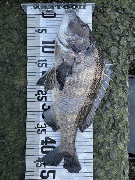 イチノ兄弟（兄）釣果！