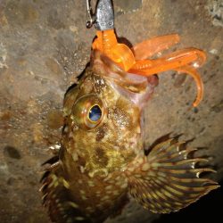 ちょい釣り20230226