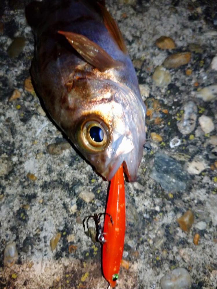 makopenでメバルプラッギング