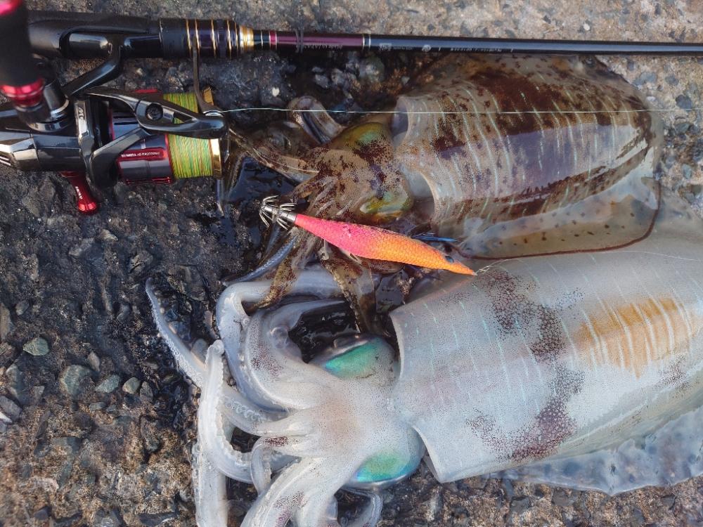 久々エギングIN対馬