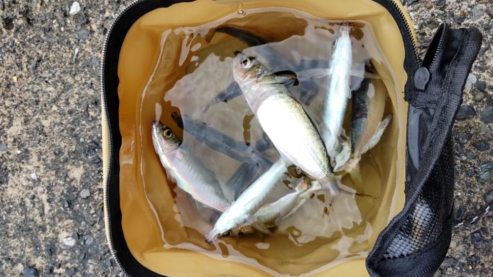 アジ回遊あり！