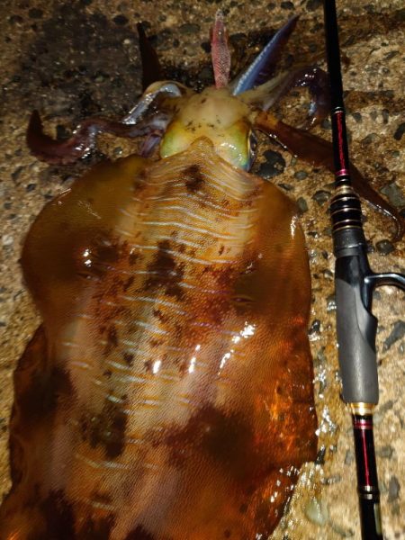 月夜エギングin対馬