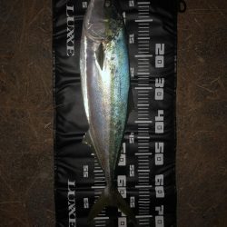 夕まずめにメジロ