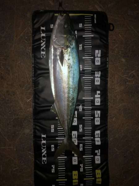 夕まずめにメジロ