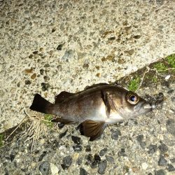 ニヶ月ぶりの釣行