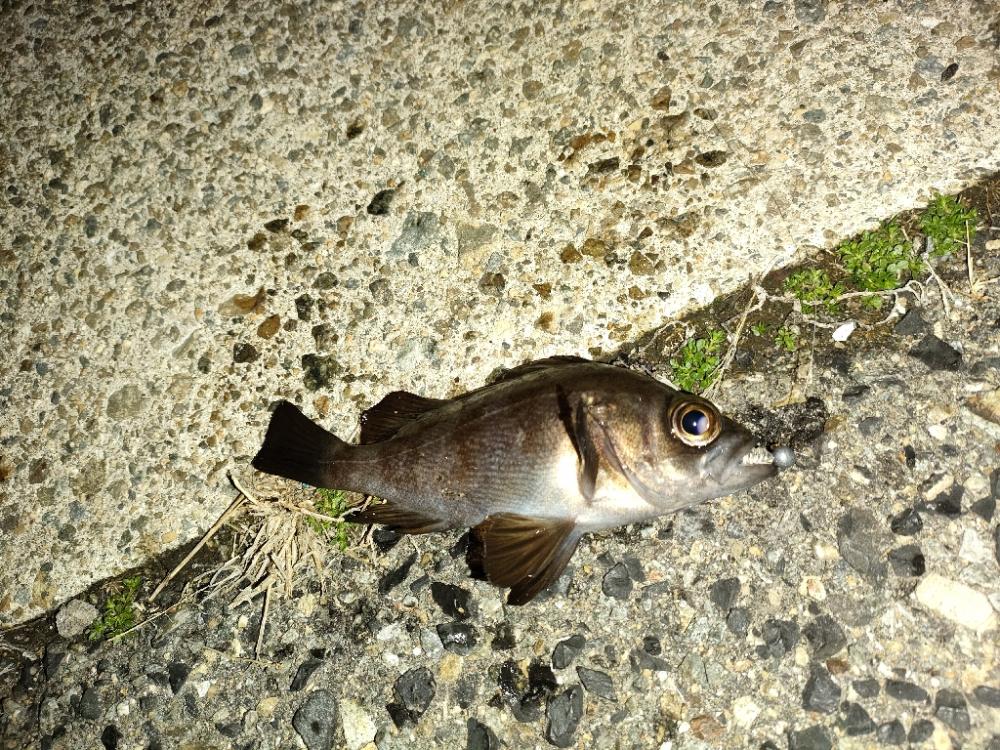 ニヶ月ぶりの釣行