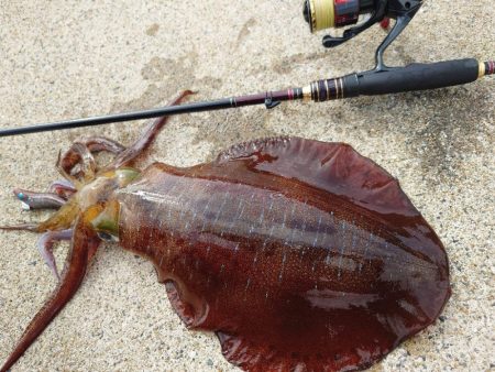 デイエギングガイドin対馬