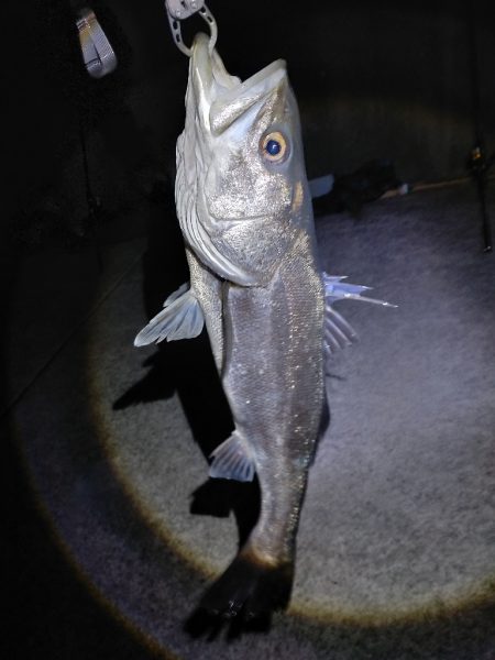 シーバス70cmオーバー