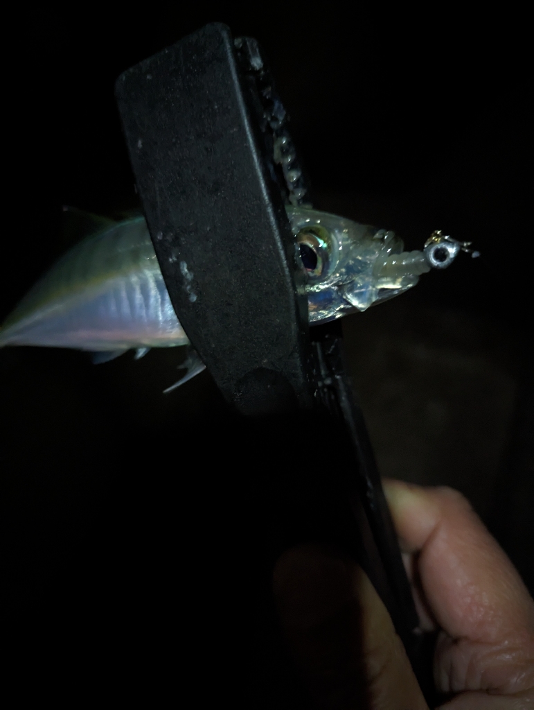 陸っぱり釣行記