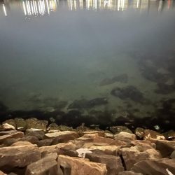 子猫が可愛すぎて釣りにならなかった