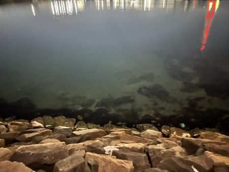 子猫が可愛すぎて釣りにならなかった