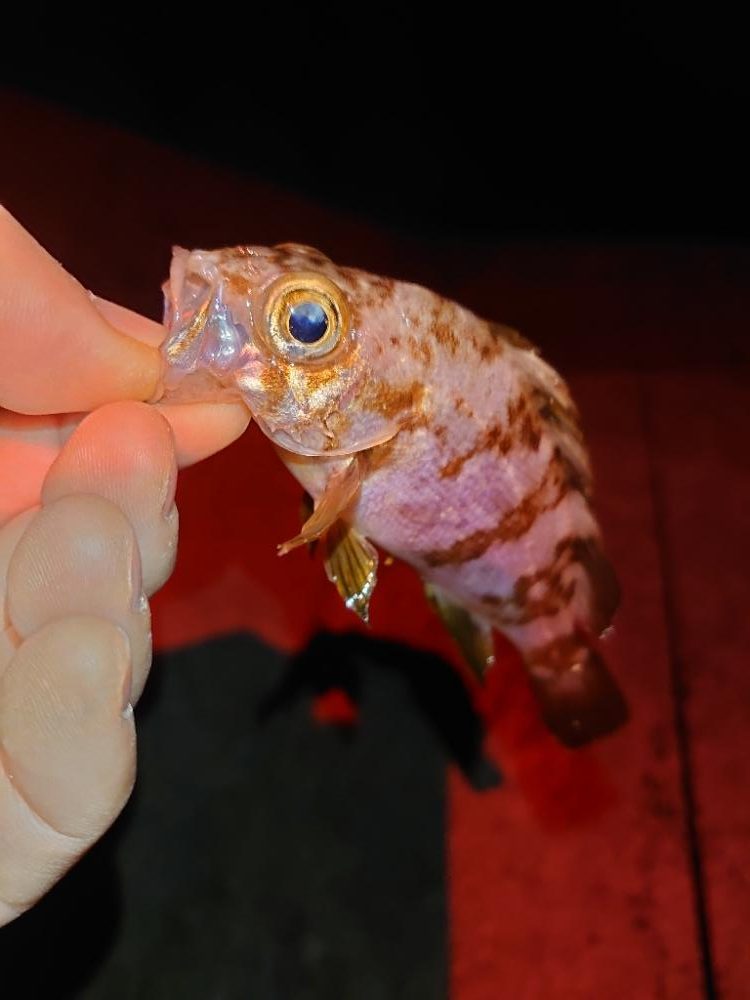 今季初メバリング