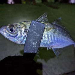 陸っぱり釣行記