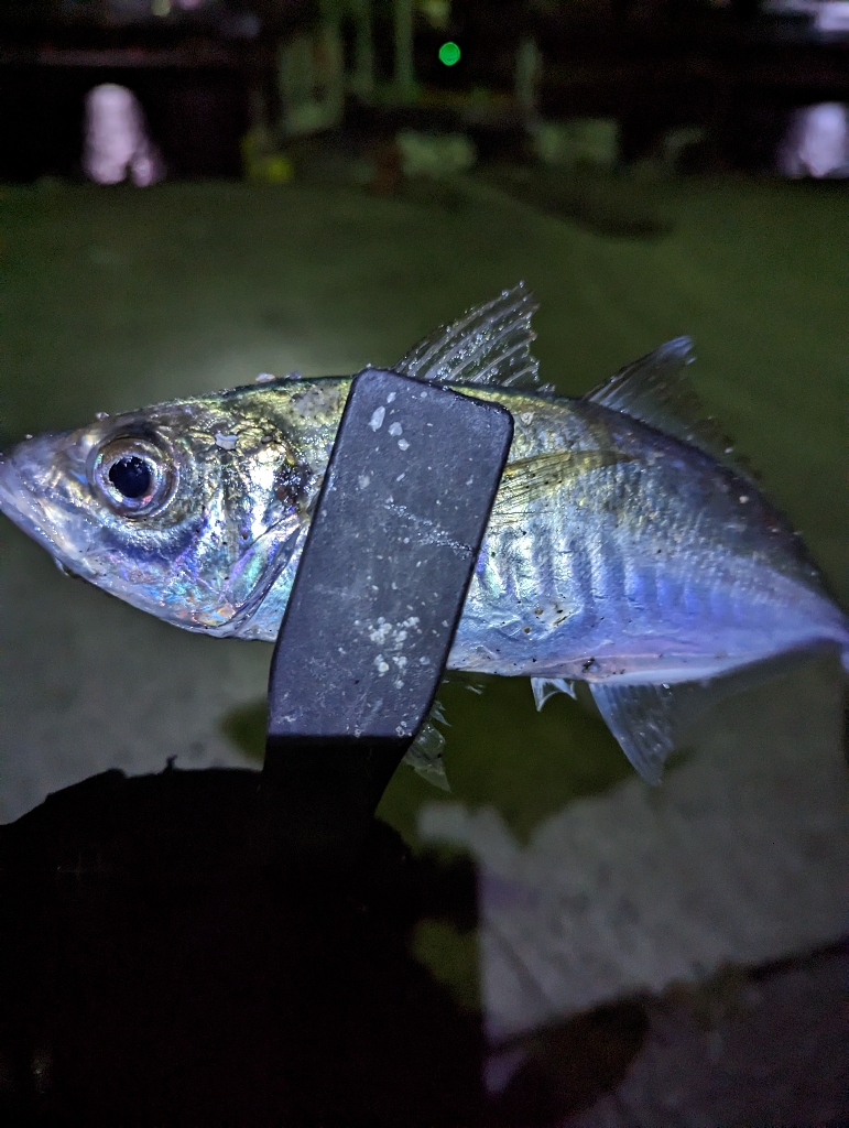 陸っぱり釣行記