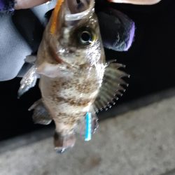 相変わらず渋い阪南ライトソルト