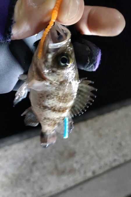 相変わらず渋い阪南ライトソルト