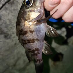 数釣りメバリング