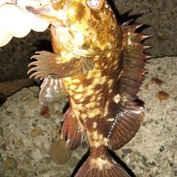 ちょい釣り20230222