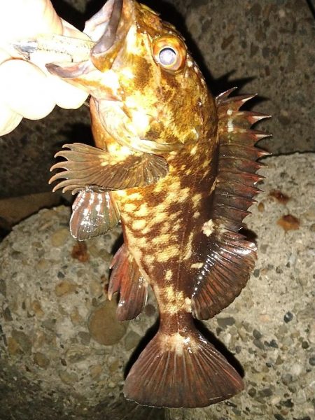 ちょい釣り20230222