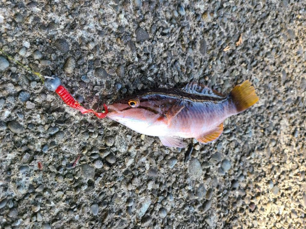 ロックフィッシュはいいね