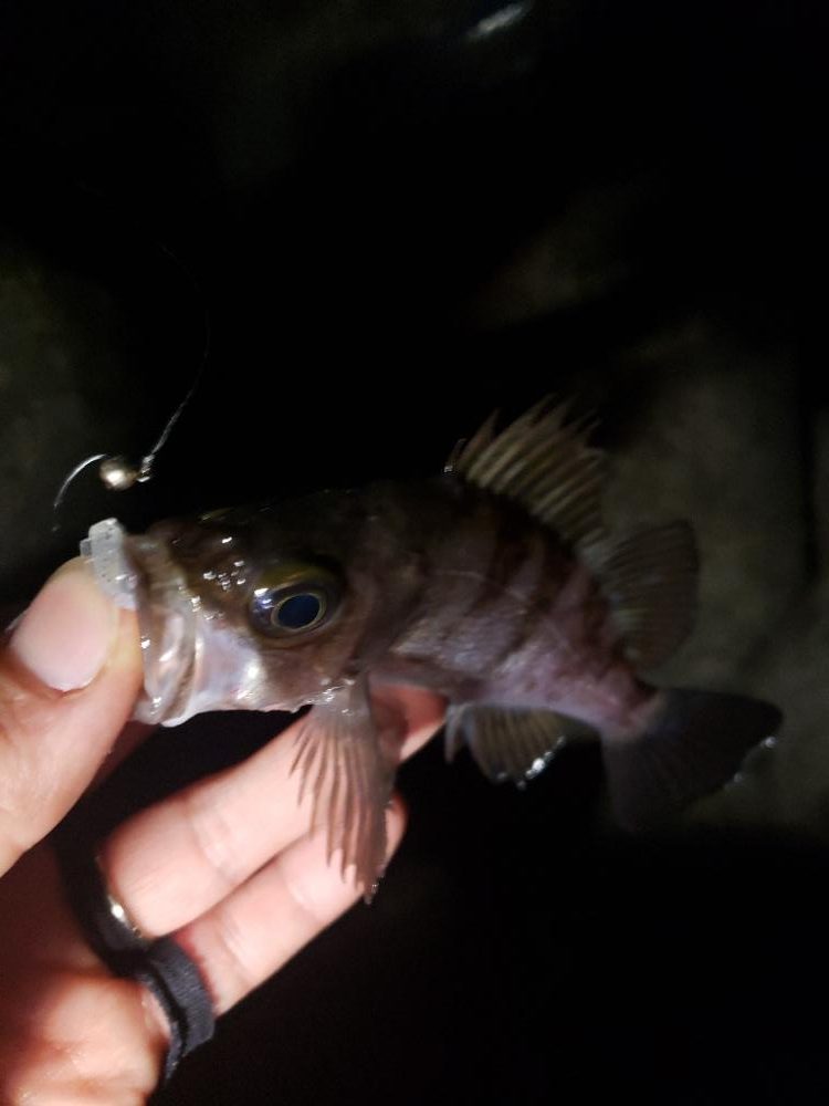 ギリギリ届く所に🐟