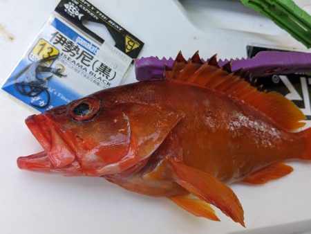 根魚は安定の釣果です