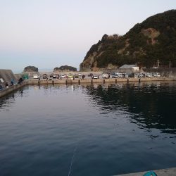 またまたマイワシ