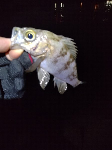 ここしか釣れん。