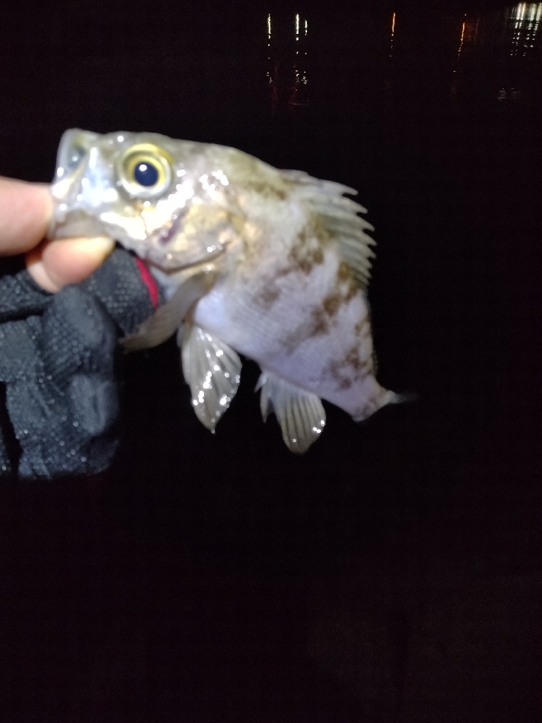 ここしか釣れん。