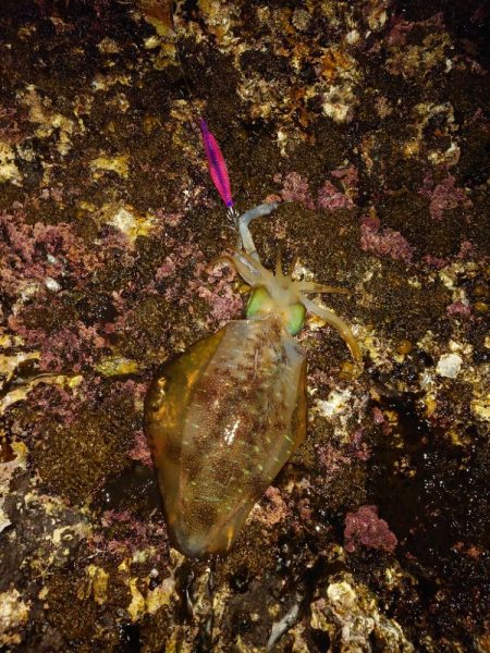 激渋エギングin対馬