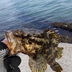 ファーストフィッシュ