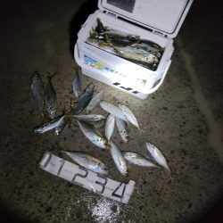 尺アジ100匹釣れました