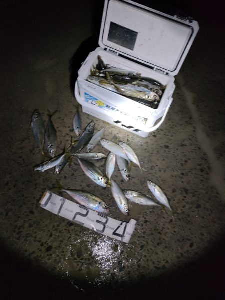 尺アジ100匹釣れました