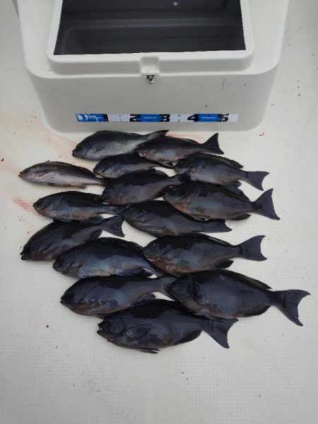 クロ釣り(船フカセ)