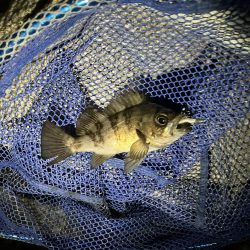 天気ポカポカ釣果シブシブ