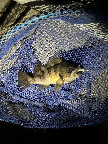 天気ポカポカ釣果シブシブ