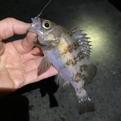 寒くても釣れましたよ