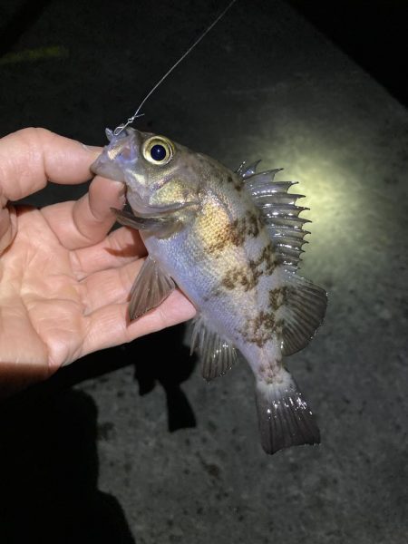 寒くても釣れましたよ