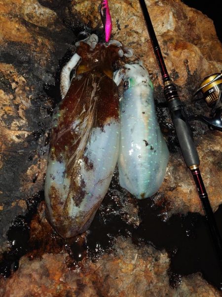 月夜エギングin対馬