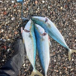 ド、ド、ドリフの大爆釣♪