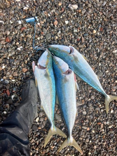 ド、ド、ドリフの大爆釣♪